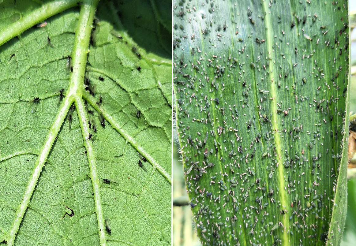 Corn leaf aphids on pumpkin and corn leaves.